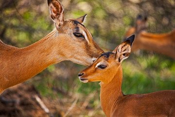 Impala ewe (Aepyceros melampus) with lamb 14837