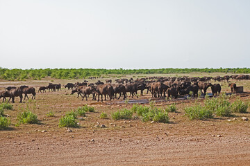 Fototapeta na wymiar Cape Buffalo at a water point 13629