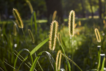 Setaceum pennisetum or gramineae grass field. Herbal natural background.