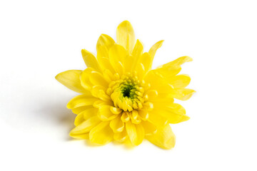 Yellow chrysanthemum flower close-up on a white isolated background.