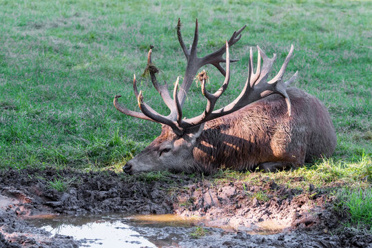 Rothirsch Schlammbad