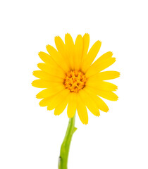 Flower of field marigold isolated on white background, Calendula arvensis