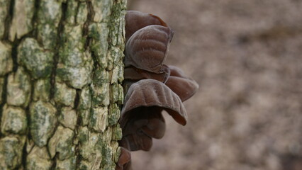 mushrooms on bark
