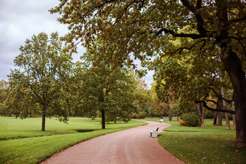 Beautiful park empty alley surrounded with oak trees.