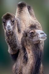 portrait of two camels before a green background
