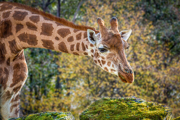 a long necked giraffe before a group of trees
