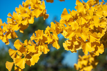 Golden autumn leaves and branches with clear blue sky as a background. Autumn seasonal changes in the nature. Bright colors. Looking up