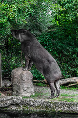 South american tapir eats leaves. Latin name - Tapirus terrestris