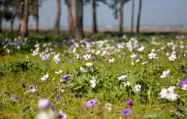 Wild Anemone flower spring field