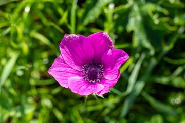 Wild Anemone flower spring