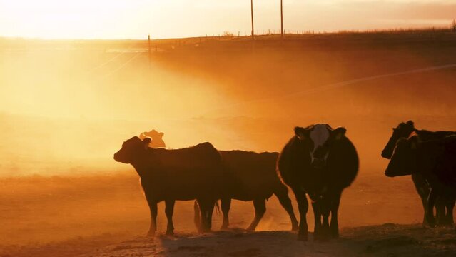 Silhouette of cows during beautiful sunset in rural America