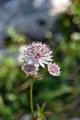 Fleur de Grande astrance - Massif de la D&ocirc;le - &agrave; la fronti&egrave;re Franco-Suisse