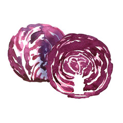 Red cabbage radicchio, red chicory, fresh salad leaves Ripe organic vegetable, vegetarian healthy food. Isolated object, close-up, hand drawn watercolor illustration on white background