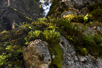 Lycopode s&eacute;lagine - Massif de la D&ocirc;le - &agrave; la fronti&egrave;re Franco-Suisse