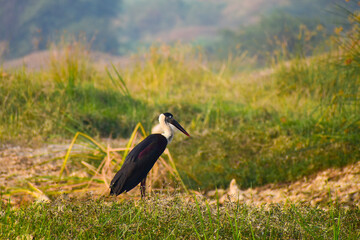 Woolly-necked stork bird in the forest.