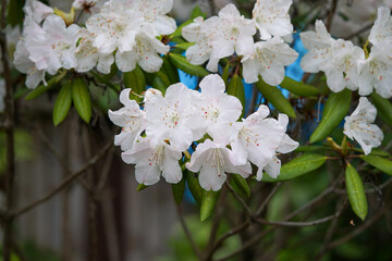満開の白い躑躅の花