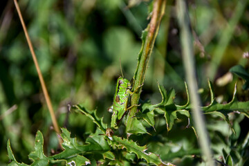 Criquet vert sur une branche en montagne