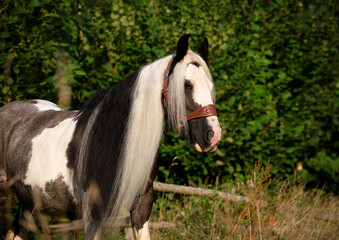 Gypsy Cob © Kinga