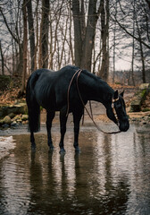 American Quarter Horse © Kinga