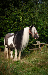 Gypsy Cob © Kinga