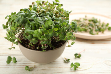 Fresh radish microgreens in bowl on white wooden table, space for text