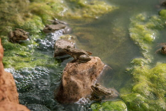 photo of a small frog sitting on a rock in a pond