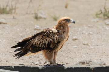 Side view of one tawny eagle standing on the ground