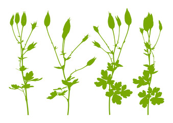 Aquilegia flowers bud silhouettes for spring and summer design