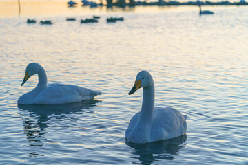 北浦 白鳥の里からの日の出と白鳥