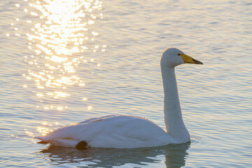北浦 白鳥の里からの日の出と白鳥