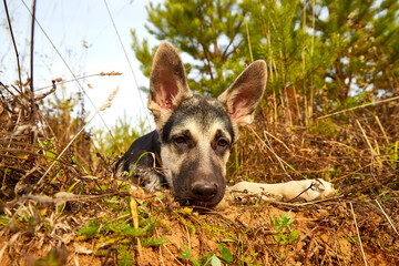 Dog German Shepherd on nature landscape in an autumn or summer day