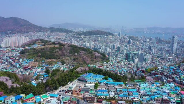 Aerial view of Gamcheon Culture Village And beautiful cherry blossom in spring at Busan city South Korea, Is a village near the sea and the Busan harbor