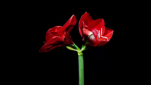 Red Amaryllis Flower Bud Opens in Time Lapse on a Black Background. Perfect Spring Plant Hippeastrum Grows Up Fast in Timelapse. Perfect Blooming Houseplant 