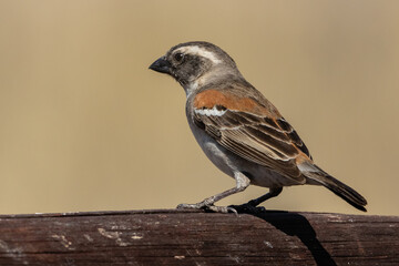Side view of one cape sparrow with a clear background