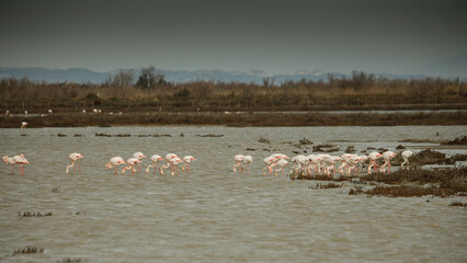 Paysages de Camargue et Flamants Roses