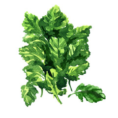 Green salad leaf baby kale lettuce, isolated, organic vegetable, close-up, healthy vegetarian food, leaves of young, immature kale plant, isolated, hand drawn watercolor illustration, white background