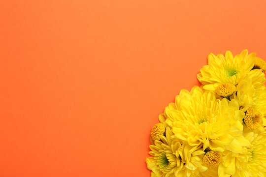 Beautiful yellow chrysanthemum flowers on orange background, top view. Space for text