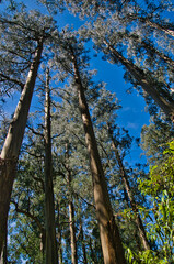 Huge, straight trunks of eucalyptus trees in Tarra Bulga National Park, Gippsland, Victoria, Australia.  Low camera angle.