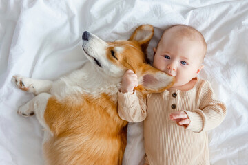 An infant and ginger corgi pembroke laying on a white sheet and looking at the camera, top view. Relationships between baby and dog. Baby biting dog's ear. Fur allergy. Families with pets and newborn. - Powered by Adobe