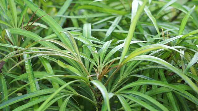 Osmoxylon lineare (ararea) flower with natural background. this plant is a genus of flowering plant of the family Araliaceae also known as Green Aralia or Miagos Bush. The flower with long leaves.