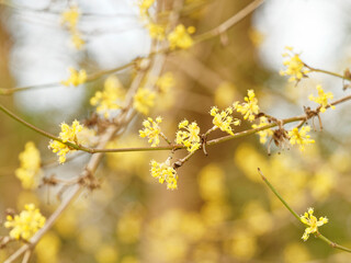 Cornelian cherry dogwood tree or in full yellow bloom on dark-brown branches without leaves