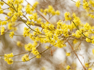 Cornus mas |  Cornelian cherry dogwood, multi-stemed shrub in full bloom with clusters of small yellow flowers on greenish twigs in late winter before leaves appear