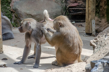 Köln Zoo: Affen