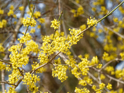 Cornus mas - Cornelian cherry dogwood. Ornamental tree for its early small acid-yellow flowers on bare dark-brown flexible branches