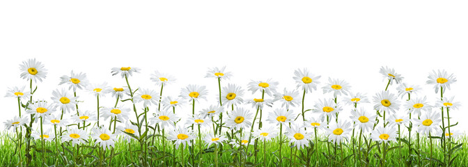 Meadow with chamomile flowers in grass isolated