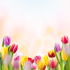 Background with tulips and place for text © firewings