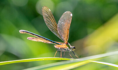 dragonfly on a leaf