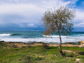 Fototapeta na wymiar Lonely tree by the sea coast 