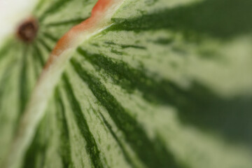 Delicious juicy watermelon with green peel, close-up