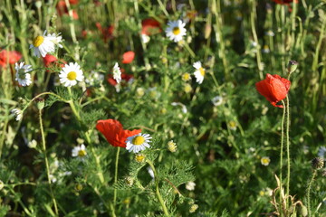 Red poppies in the field